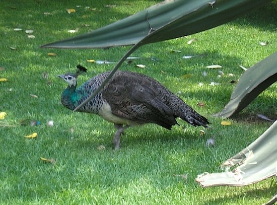 A peacock wanders the museum grounds